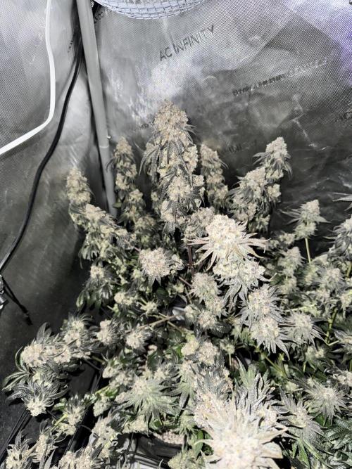 Runtz Muffin Clone. Week 12