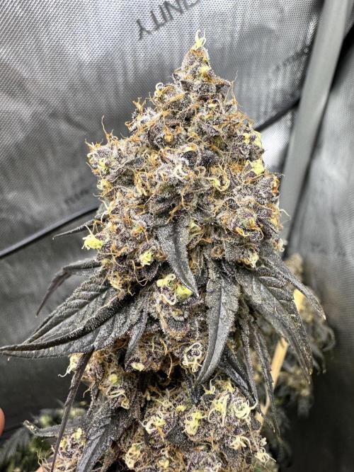 Runtz Muffin Clone. Week 13