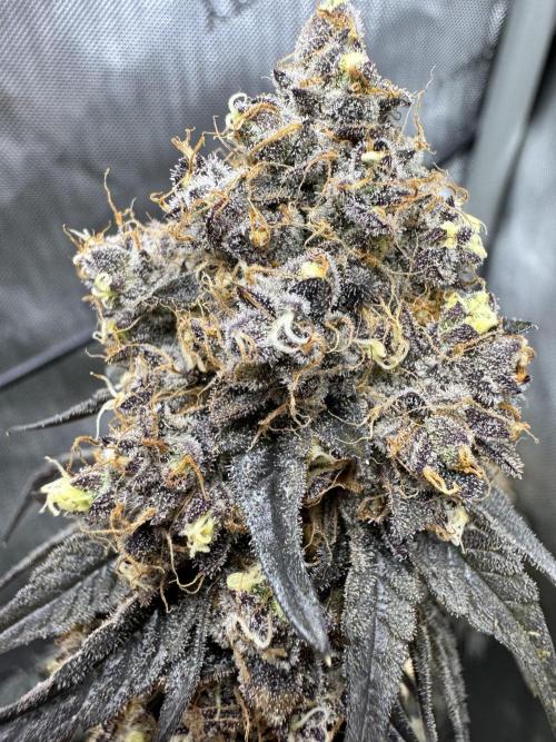 Runtz Muffin Clone. Week 13