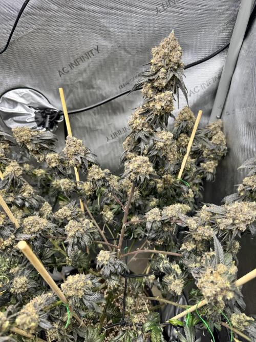 Runtz Muffin Clone. Week 13