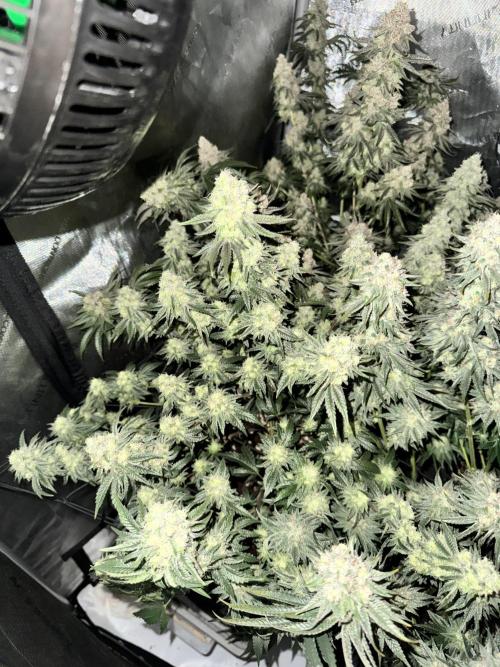 Lemon Cherry Gelato Clone. Week 10