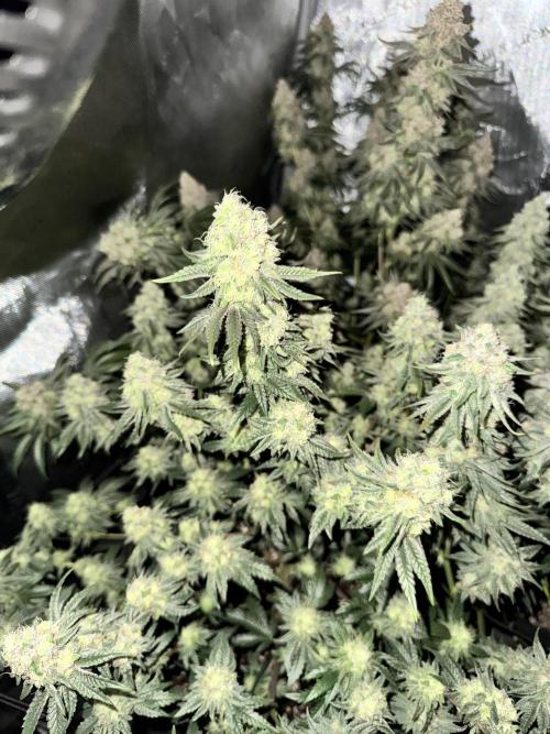 Lemon Cherry Gelato Clone. Week 10