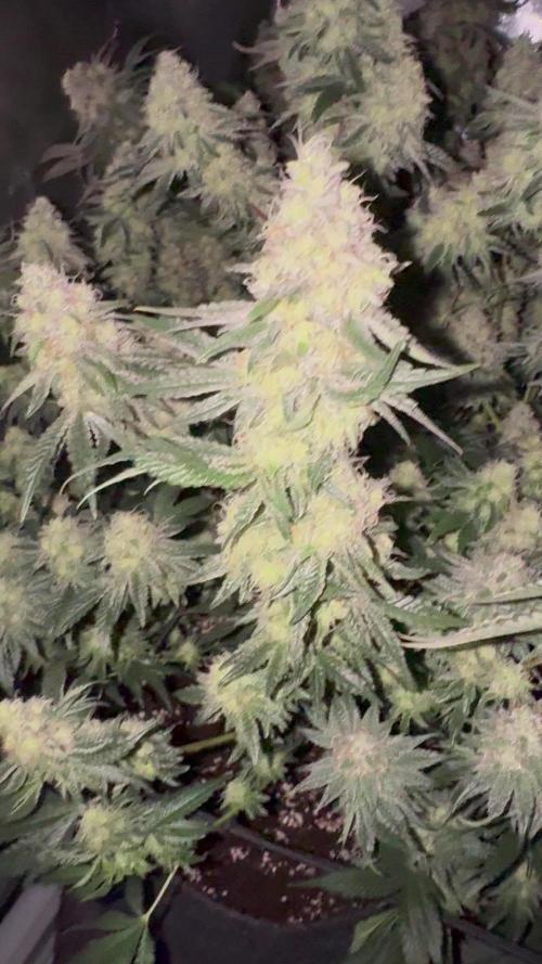 Lemon Cherry Gelato Clone