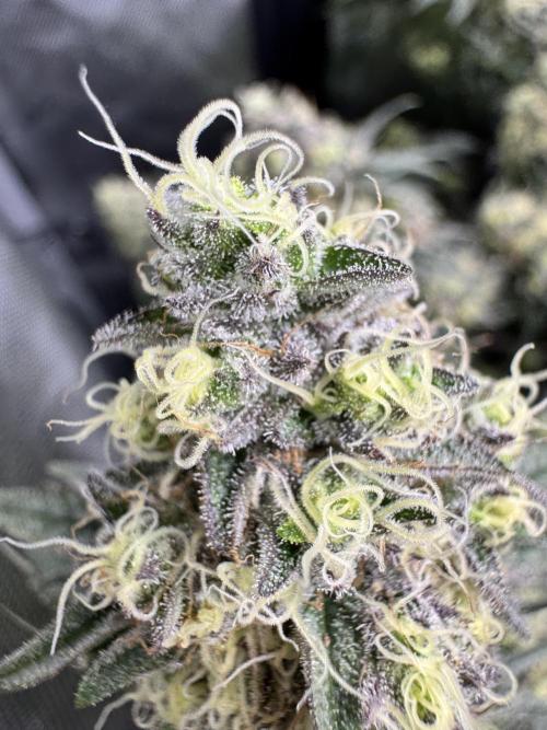 Lemon Cherry Gelato Clone. Week 11