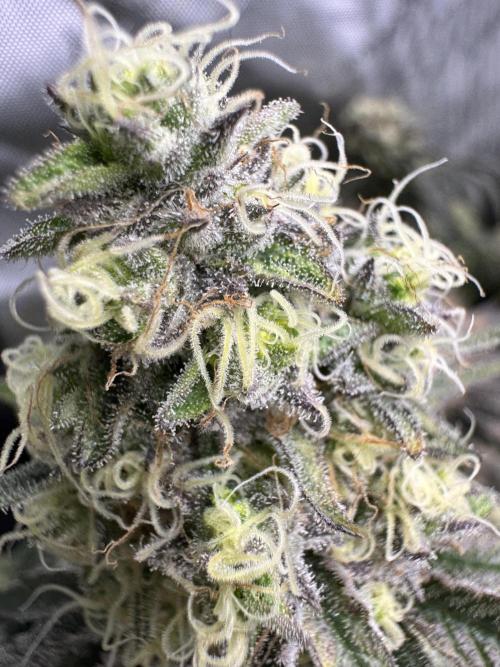 Lemon Cherry Gelato Clone. Week 11