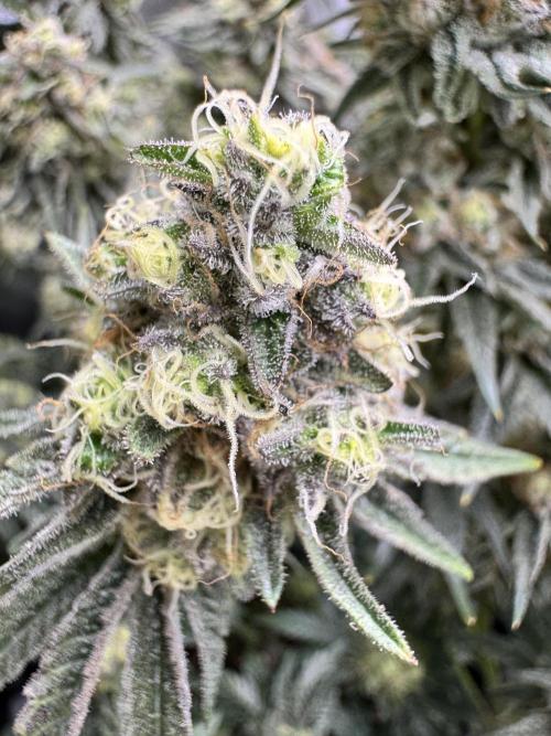 Lemon Cherry Gelato Clone. Week 11