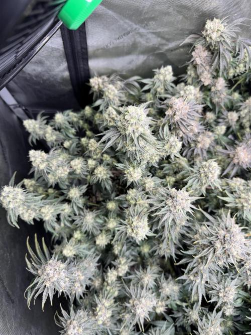 Lemon Cherry Gelato Clone. Week 11