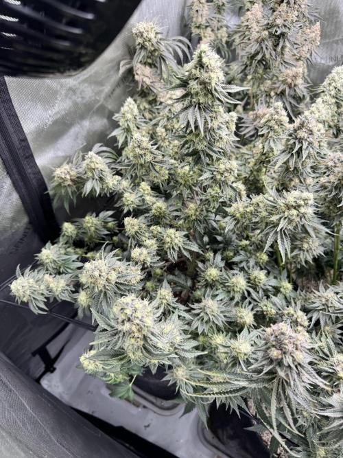 Lemon Cherry Gelato Clone. Week 11