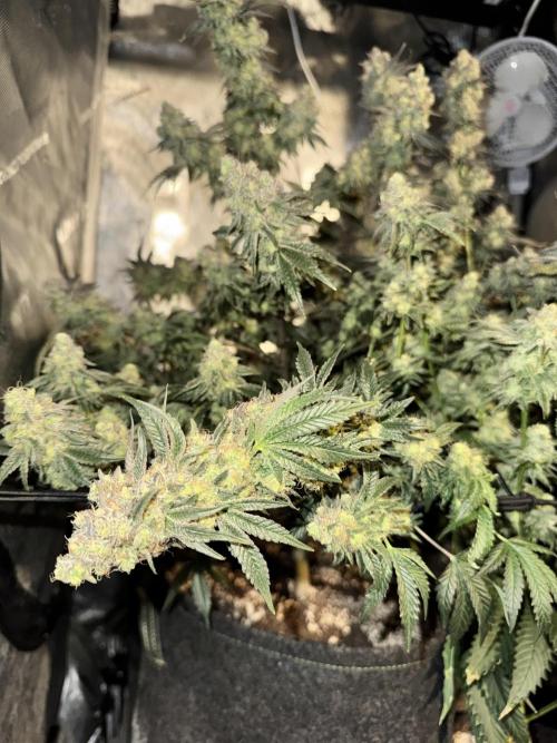 Lemon Cherry Gelato Clone. Week 12