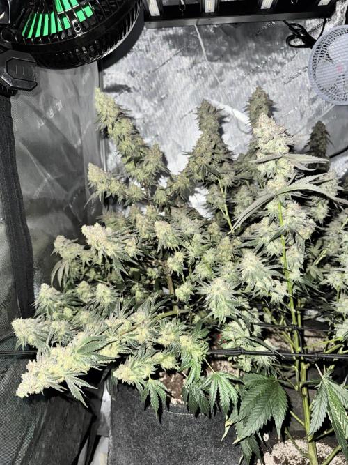 Lemon Cherry Gelato Clone. Week 12