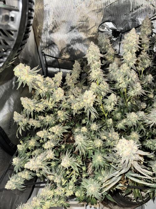 Lemon Cherry Gelato Clone. Week 12