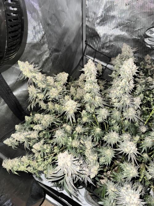 Lemon Cherry Gelato Clone. Week 12