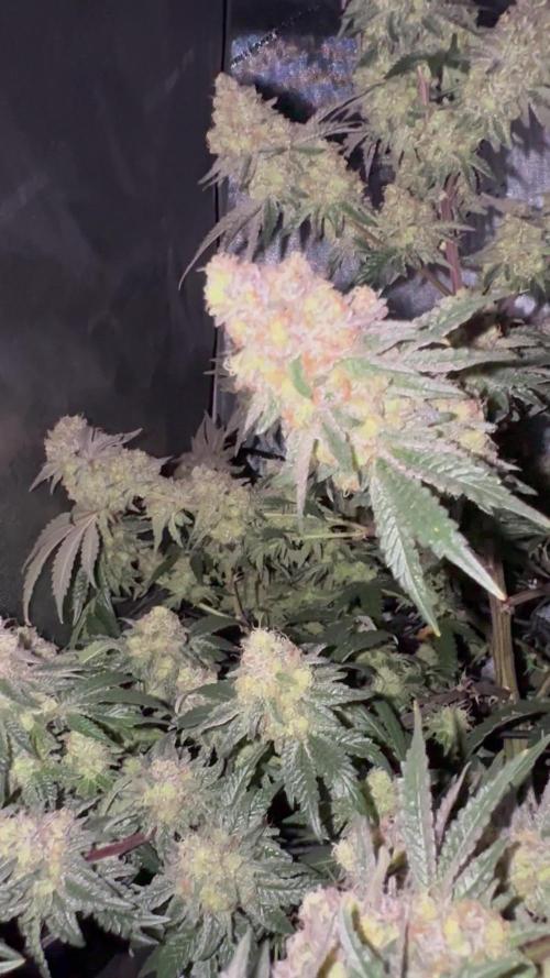 Lemon Cherry Gelato Clone