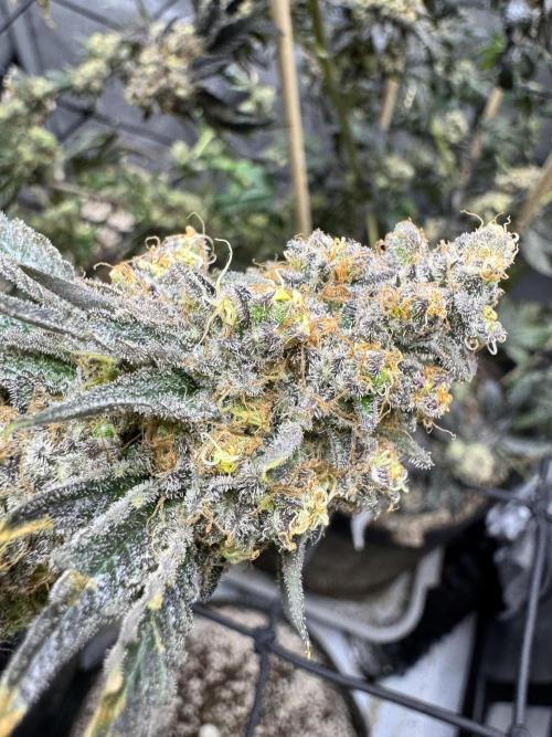 Lemon Cherry Gelato Clone. Week 13