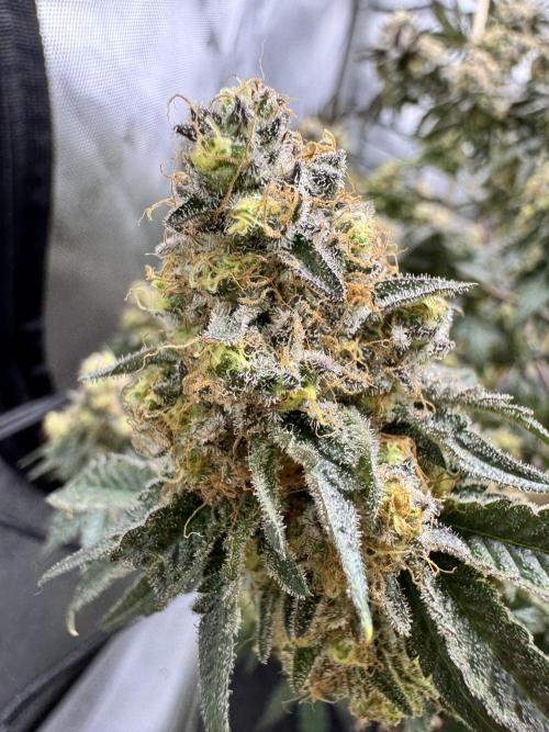 Lemon Cherry Gelato Clone. Week 13