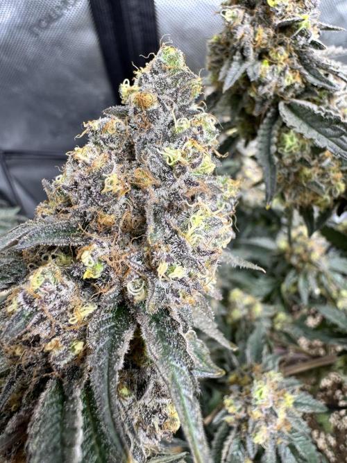 Lemon Cherry Gelato Clone. Week 13