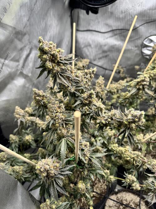 Lemon Cherry Gelato Clone. Week 13