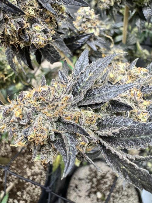 Lemon Cherry Gelato Clone. Week 13