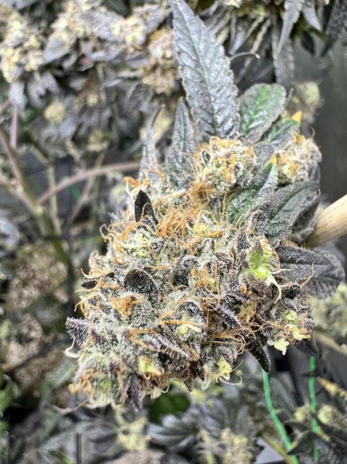 Lemon Cherry Gelato Clone. Week 13