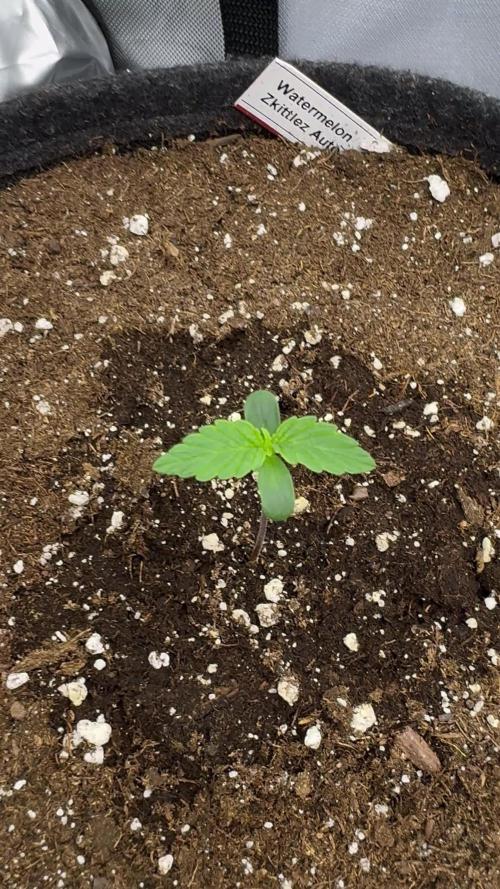 Watermelon Zkittlez Auto