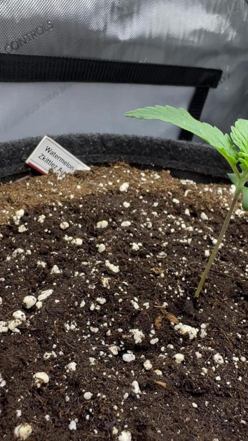 Watermelon Zkittlez Auto