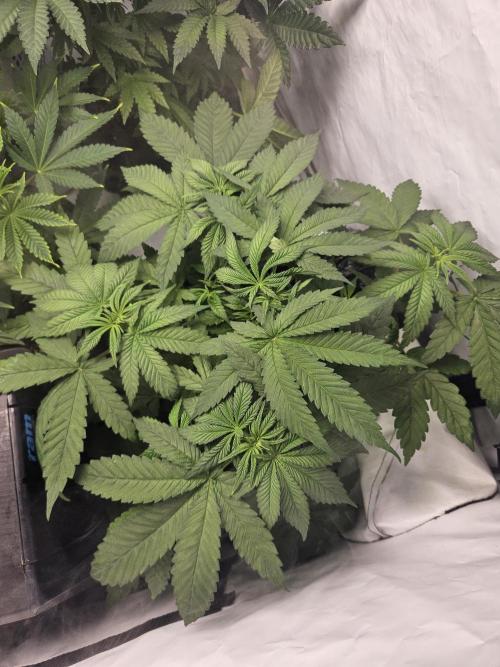 ☆☆  Jealousy & Bruce Baner ☆☆. Week 5