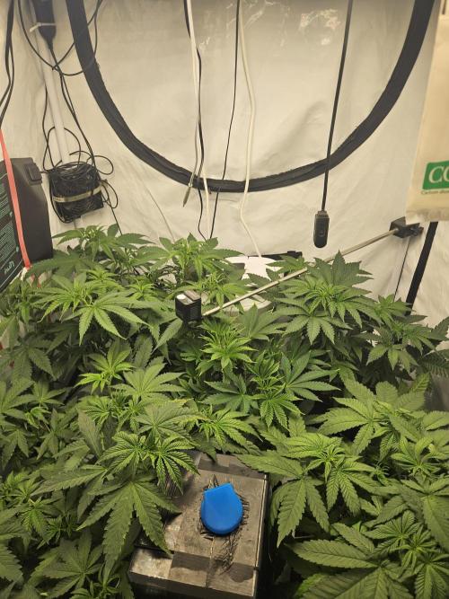 ☆☆  Jealousy & Bruce Baner ☆☆. Week 5