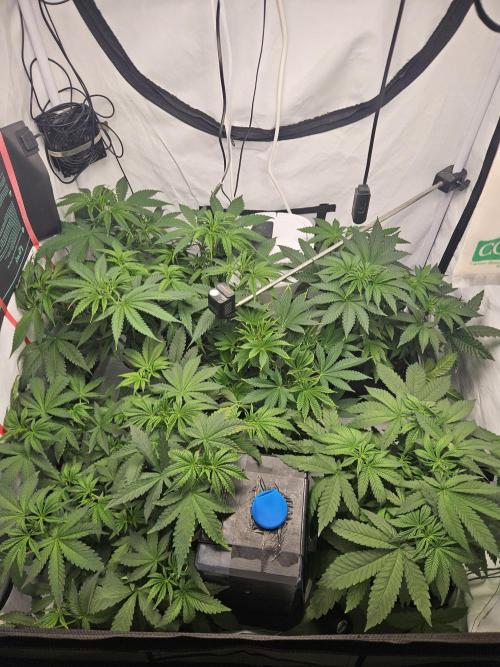 ☆☆  Jealousy & Bruce Baner ☆☆. Week 5