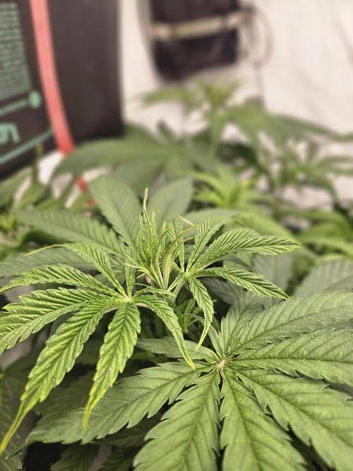 ☆☆  Jealousy & Bruce Baner ☆☆. Week 5