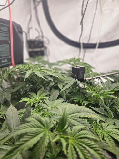 ☆☆  Jealousy & Bruce Baner ☆☆. Week 5