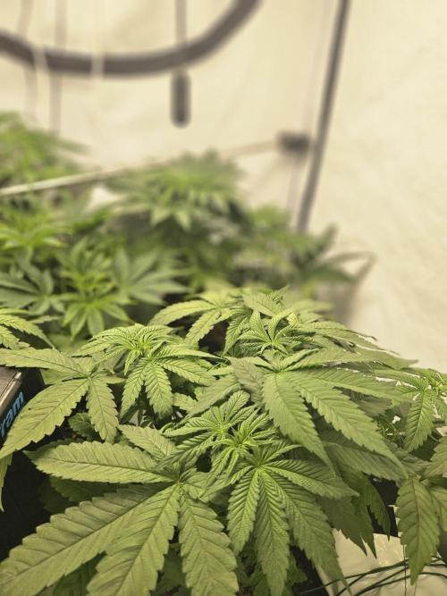 ☆☆  Jealousy & Bruce Baner ☆☆. Week 5