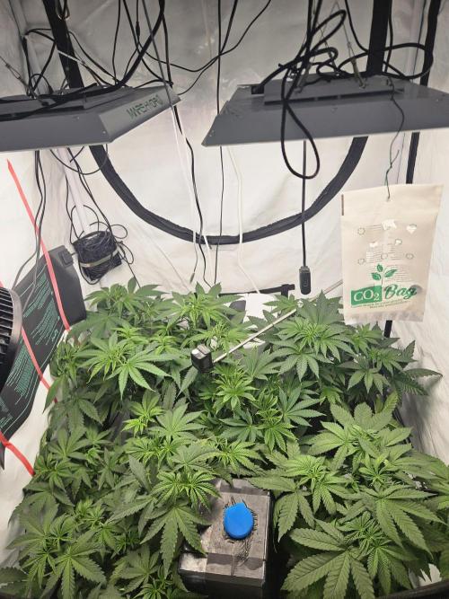 ☆☆  Jealousy & Bruce Baner ☆☆. Week 5