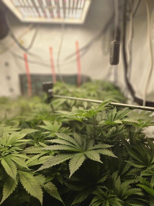 ☆☆  Jealousy & Bruce Baner ☆☆. Week 6