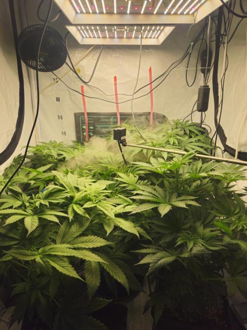 ☆☆  Jealousy & Bruce Baner ☆☆. Week 6