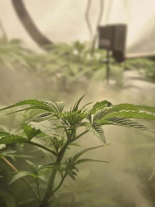 ☆☆  Jealousy & Bruce Baner ☆☆. Week 6