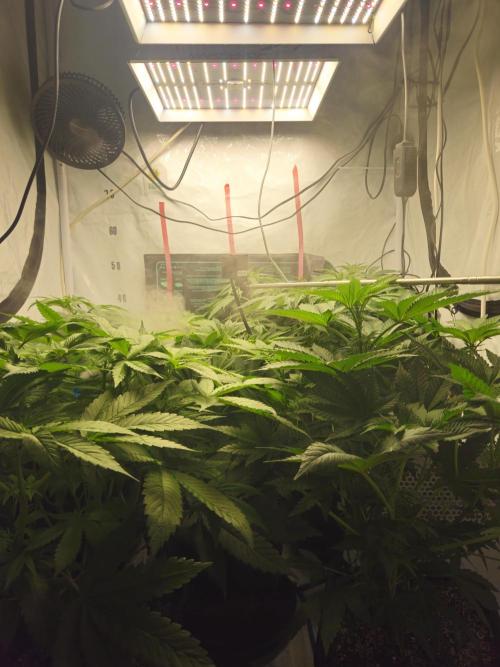 ☆☆  Jealousy & Bruce Baner ☆☆. Week 6