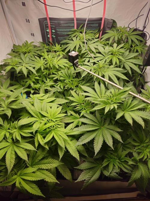 ☆☆  Jealousy & Bruce Baner ☆☆. Week 6