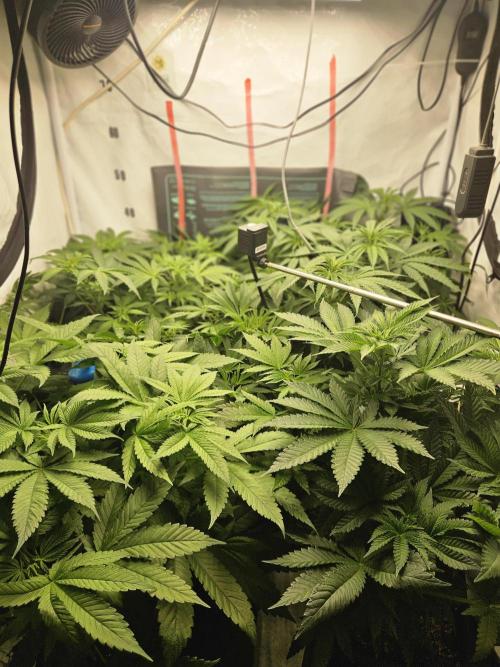 ☆☆  Jealousy & Bruce Baner ☆☆. Week 6