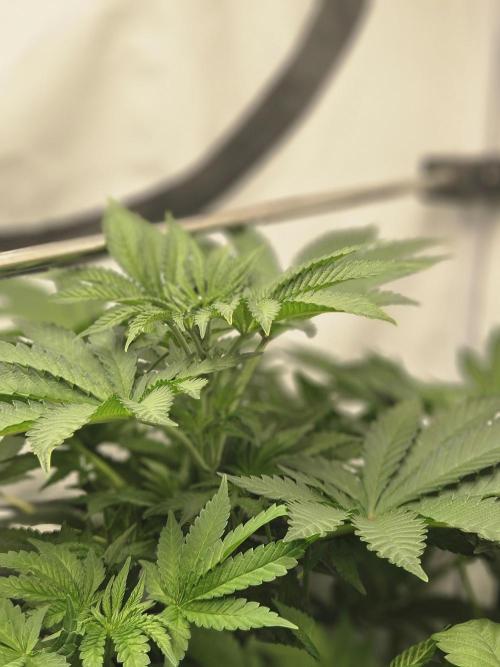 ☆☆  Jealousy & Bruce Baner ☆☆. Week 6