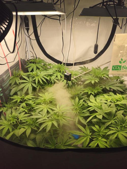 ☆☆  Jealousy & Bruce Baner ☆☆. Week 6