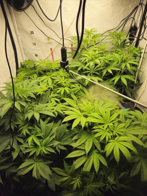 ☆☆  Jealousy & Bruce Baner ☆☆. Week 7