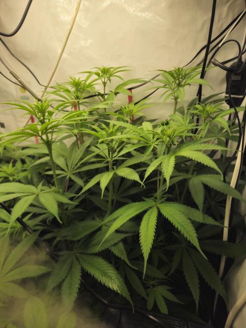 ☆☆  Jealousy & Bruce Baner ☆☆. Week 7