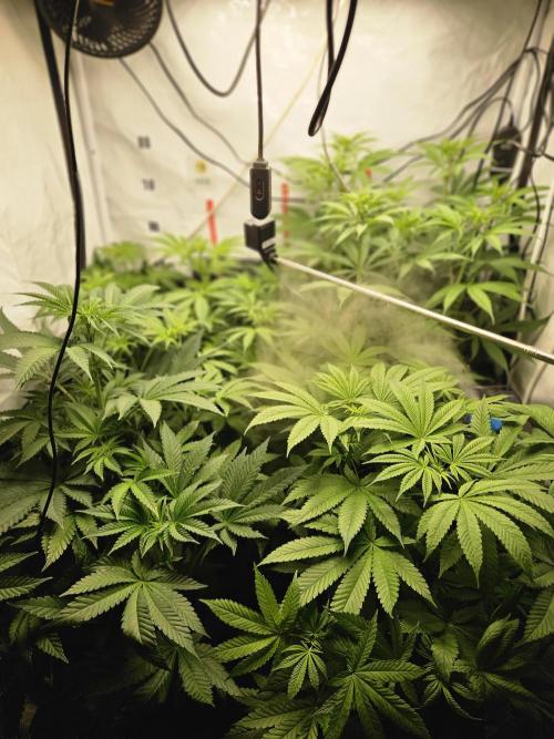 ☆☆  Jealousy & Bruce Baner ☆☆. Week 7