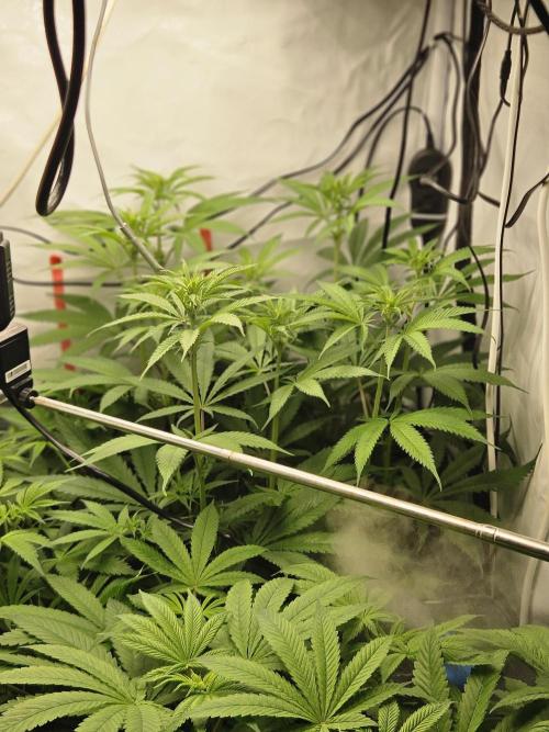 ☆☆  Jealousy & Bruce Baner ☆☆. Week 7