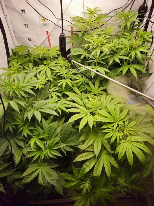 ☆☆  Jealousy & Bruce Baner ☆☆. Week 7