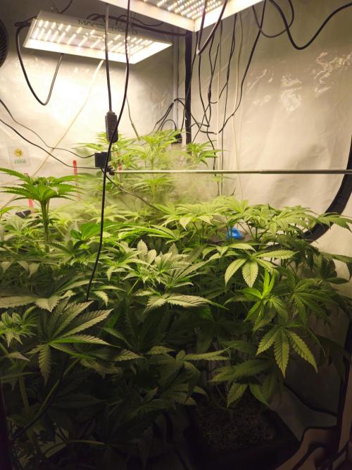 ☆☆  Jealousy & Bruce Baner ☆☆. Week 7