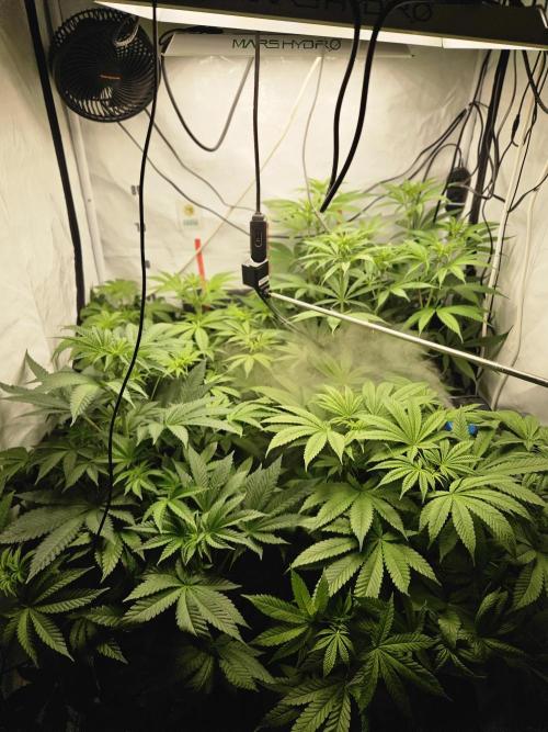 ☆☆  Jealousy & Bruce Baner ☆☆. Week 7