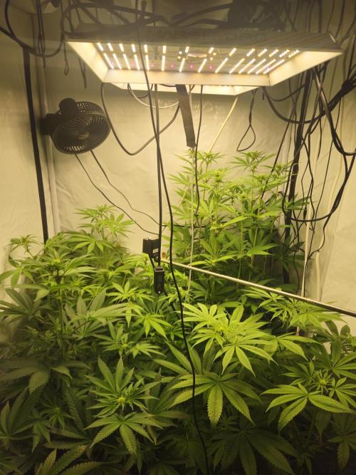 ☆☆  Jealousy & Bruce Baner ☆☆. Week 8