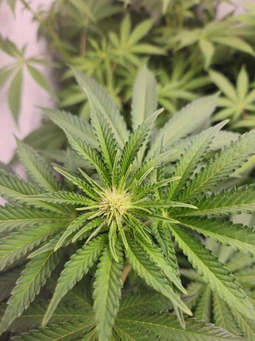 ☆☆  Jealousy & Bruce Baner ☆☆. Week 8