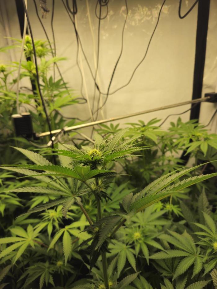 ☆☆  Jealousy & Bruce Baner ☆☆. Week 9